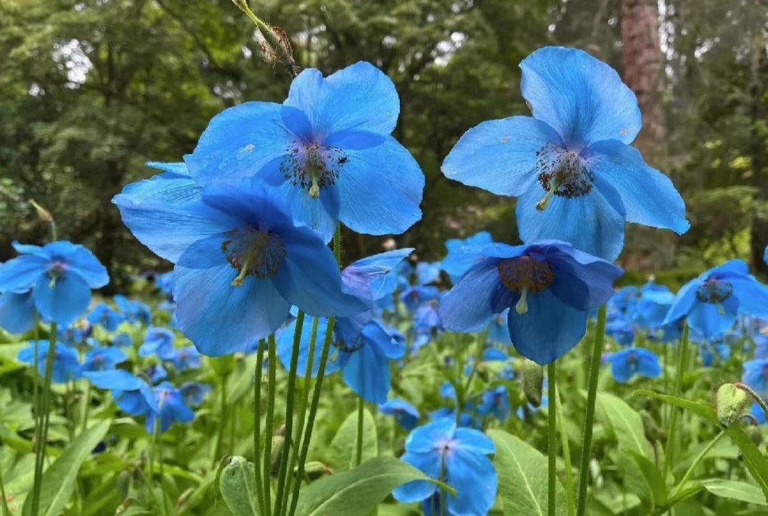 100 Blue Meconopsis Betonicifolia Flower Seeds