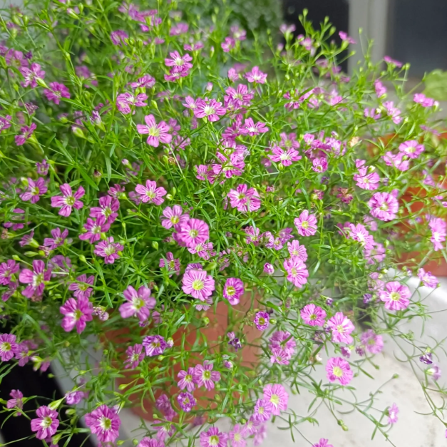 🌟Gypsophila—Sky Full Of Stars