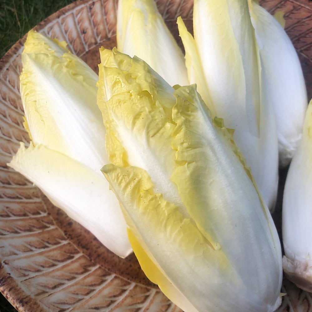 Golden Magnolia Seeds—The “Prince” of European Vegetables