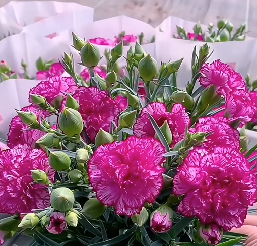 🌼Multi-Colored Carnation Seeds-Pure Love