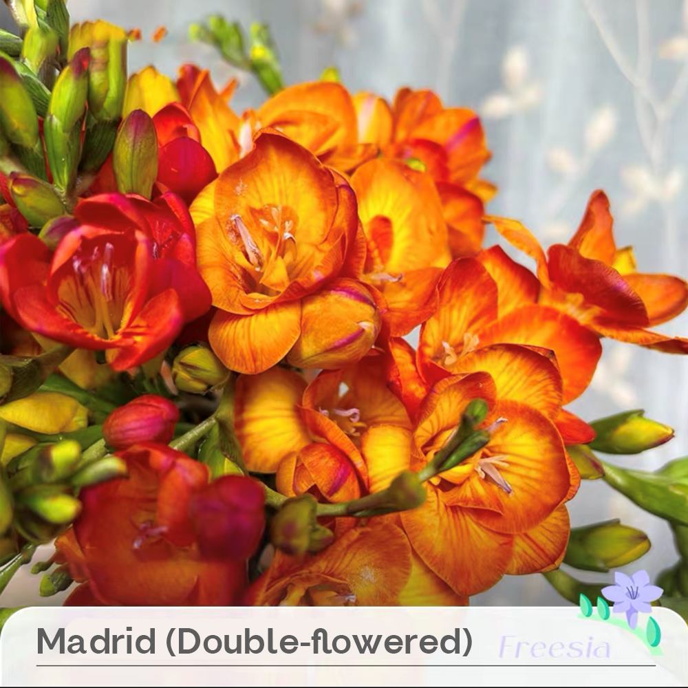 Freesia Bulbs --Comming Soon