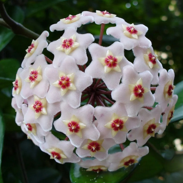 🌟Ball Orchid - Falling Stars From The Sky