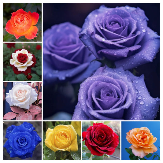 🌹 🌹Colorful Rose Seeds, 100Pcs/Pack