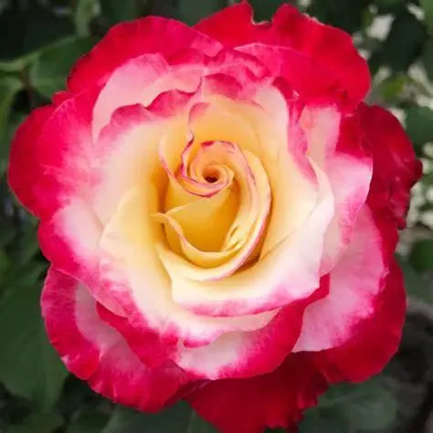 Rose Double Delight Seeds