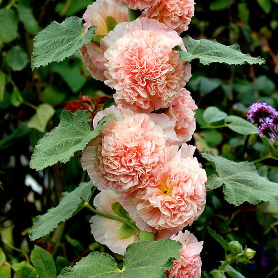Last Day Sale - 50% OFF-🌸🌿Double Hollyhock Seeds