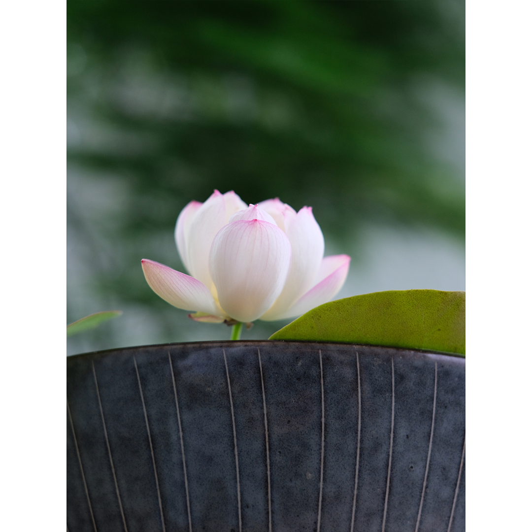Bowl Lotus: Embracing Zen through Blossoms