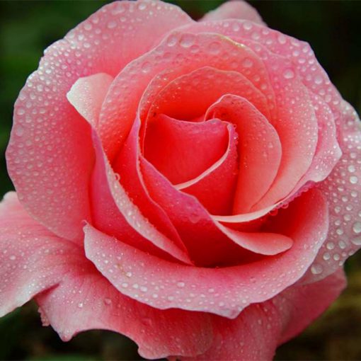 🌹 🌹Colorful Rose Seeds, 100Pcs/Pack