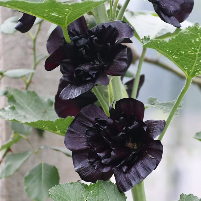 Last Day Sale - 50% OFF-🌸🌿Double Hollyhock Seeds