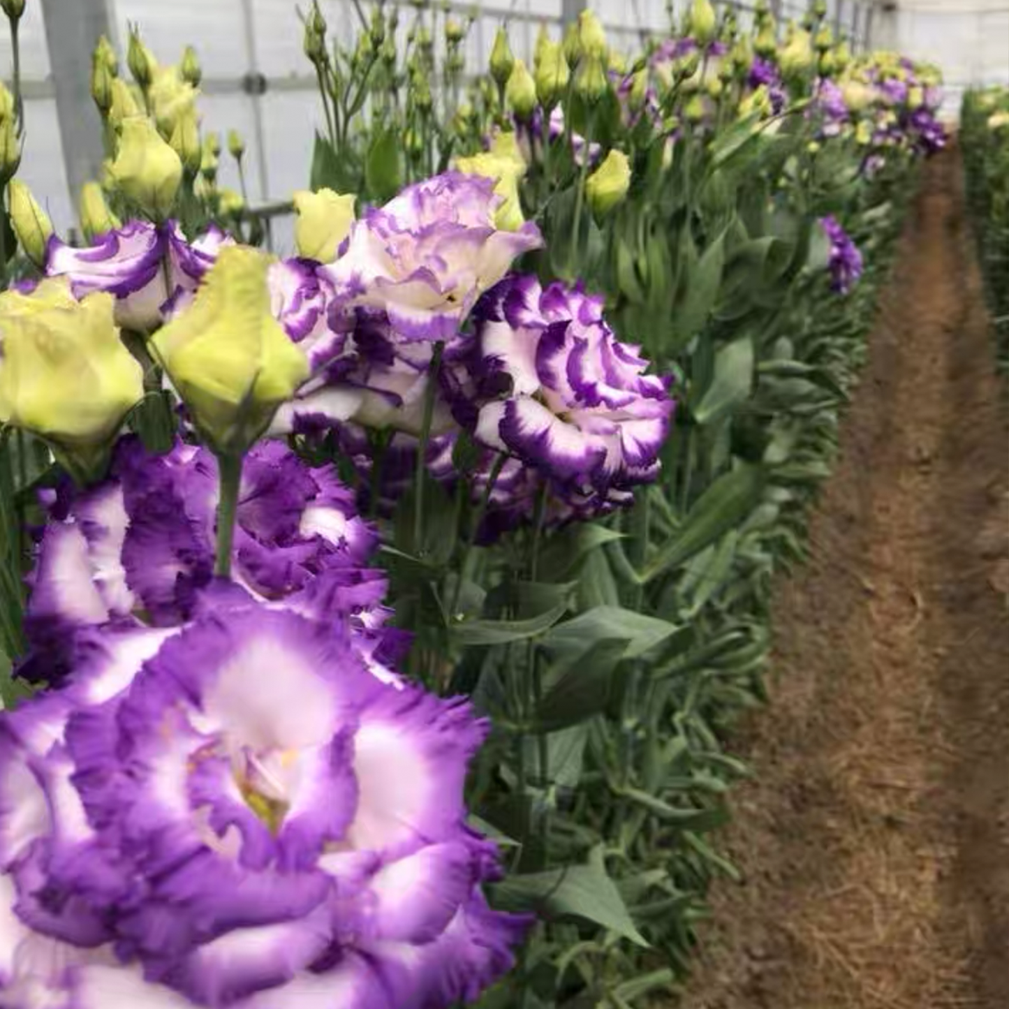 Lisianthus / Eustoma Grandiflorum Seeds