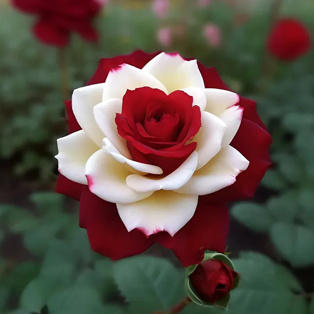 🌹 🌹Colorful Rose Seeds, 100Pcs/Pack