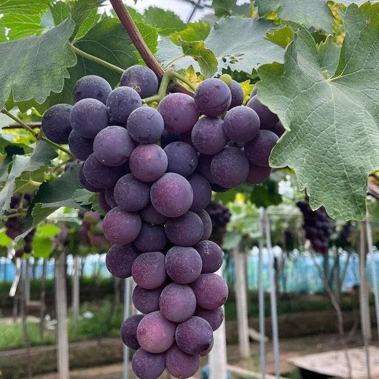 Midknight Beauty Grapes Seeds - Giant Rose (Rose scented)- 98% Germination🔥