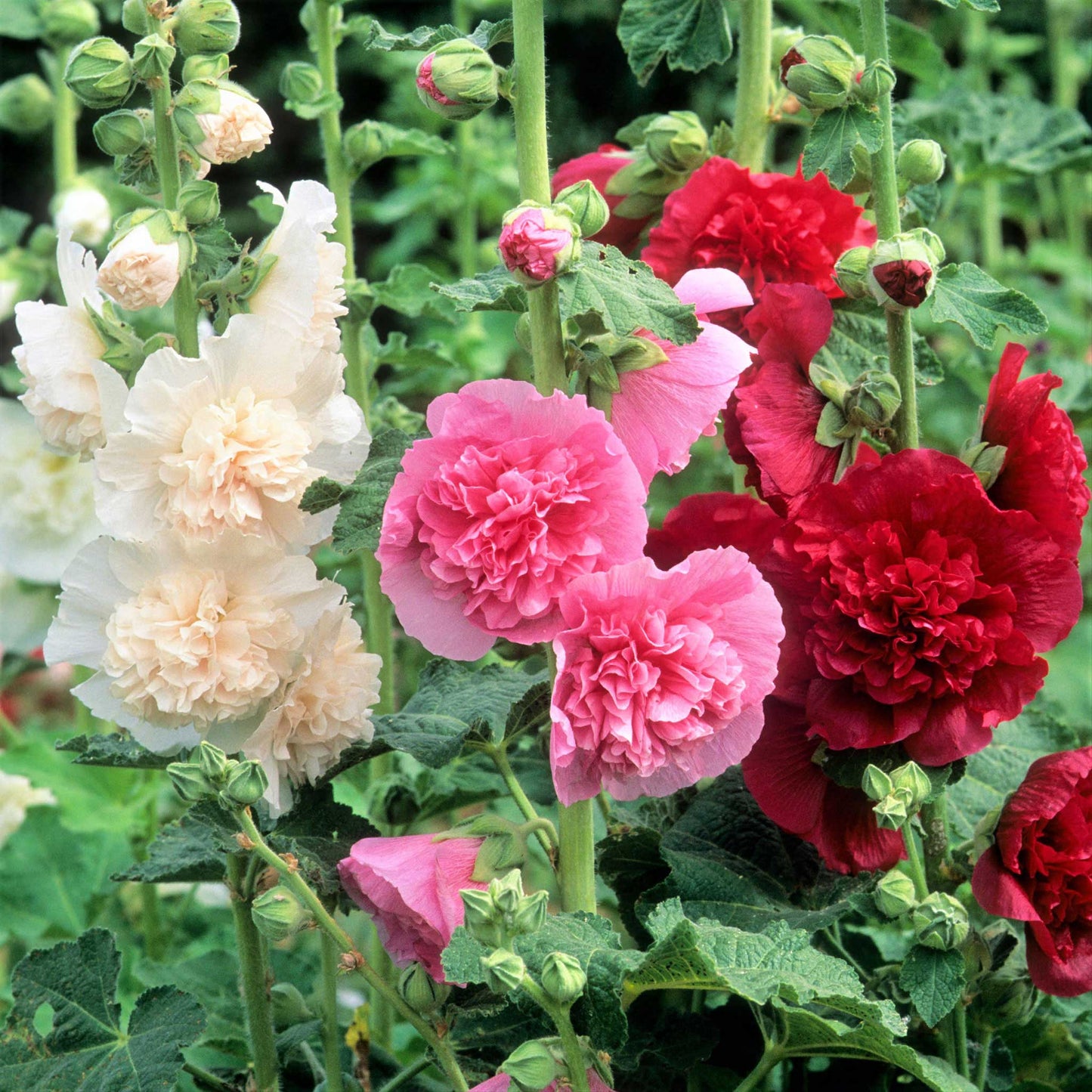 Last Day Sale - 50% OFF-🌸🌿Double Hollyhock Seeds