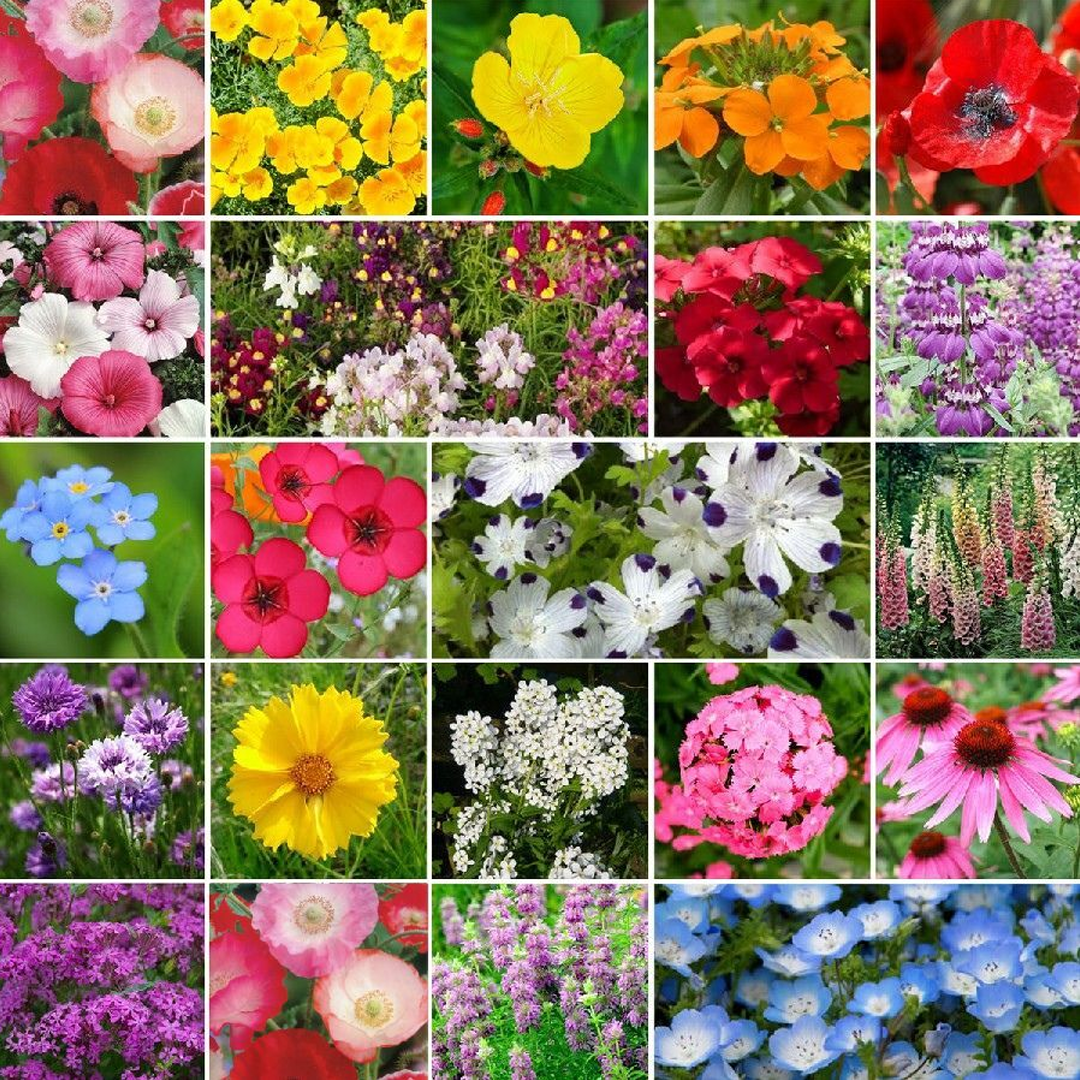 Partial Shade Wildflower Seed Mix