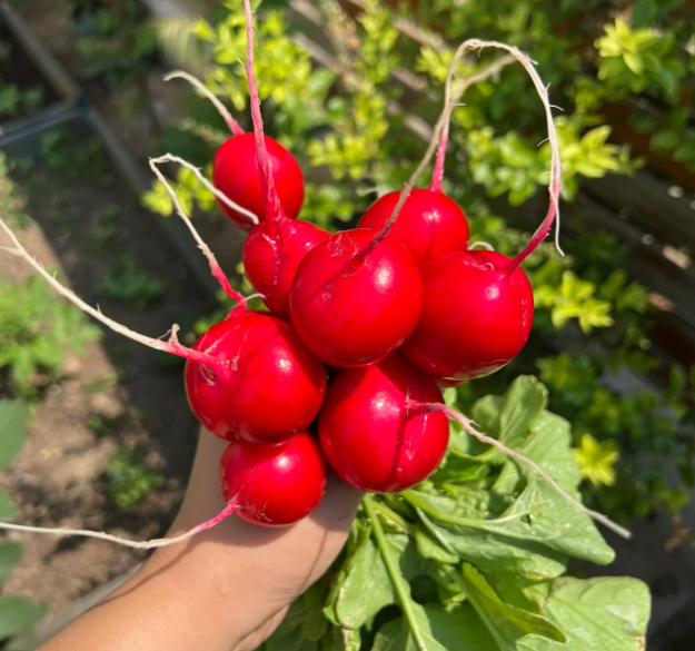 🍒🥕Radish Cherry Belle