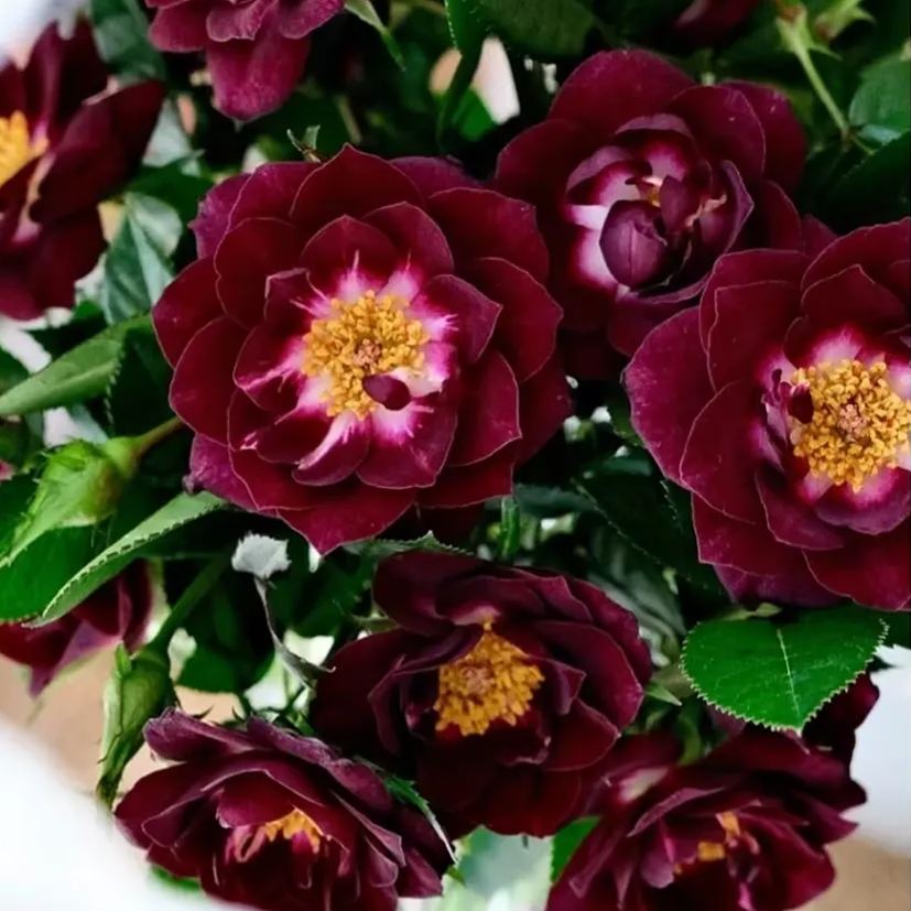 'Diamond Eye' Rose Seeds