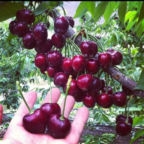 Rainier Cherry Fruit Seeds(🪴Buy 3 Get 1 Free🌿Can be planted in winter)