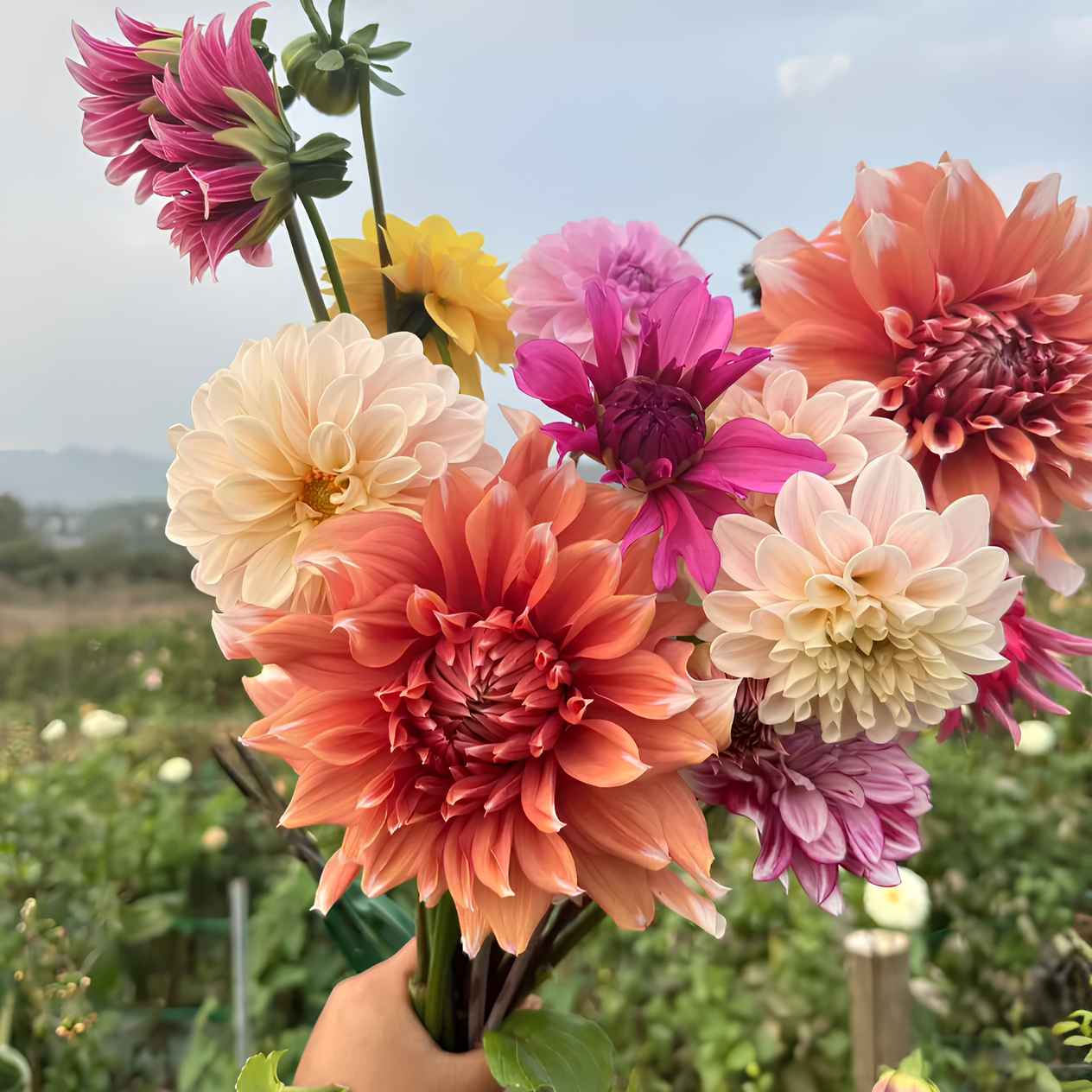💐Dahlia Double Blend Rainbow Seeds