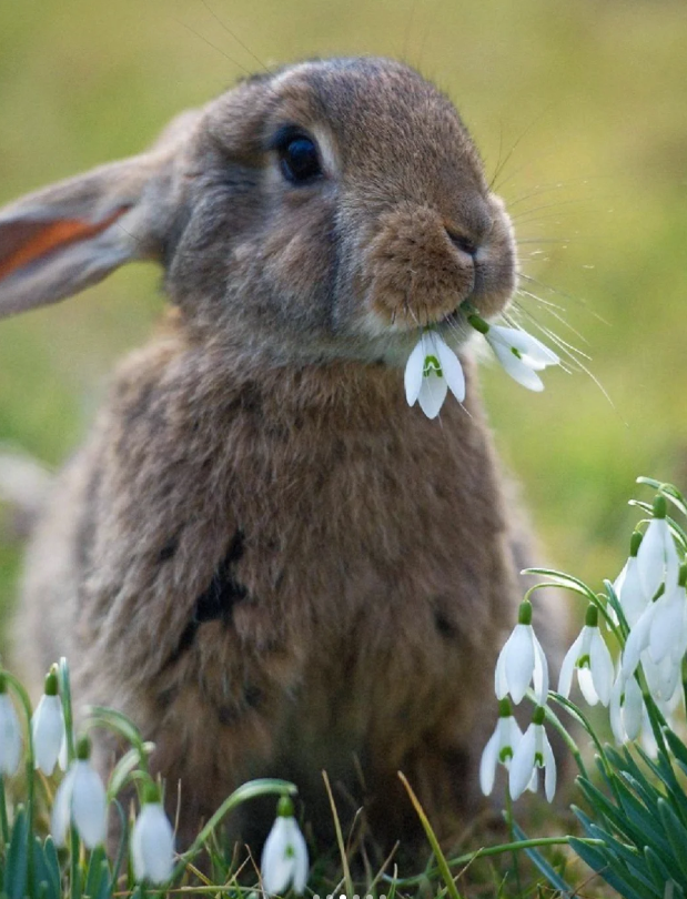 🌼Snowdrop Flower Seeds—Symbol Of Hope