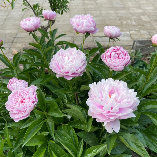 🌺The King of Flowers—Peony Flower