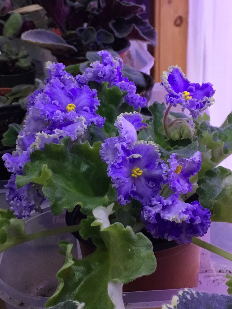 Violet - Saintpaulija Reigning Beauty