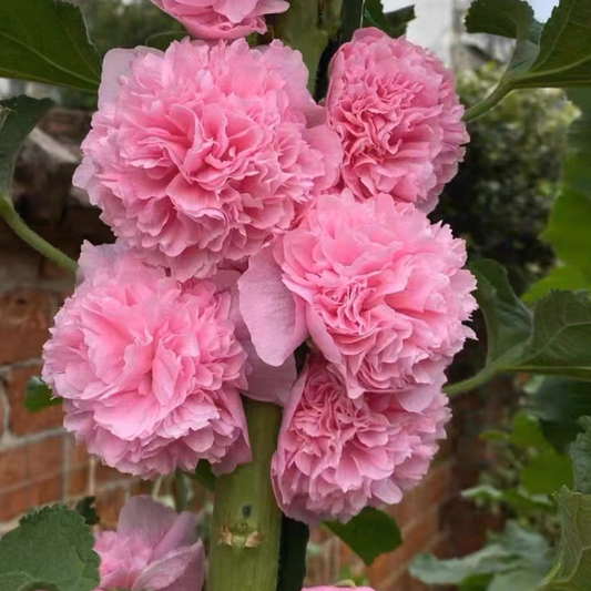 500 Pcs Double Hollyhock Seeds