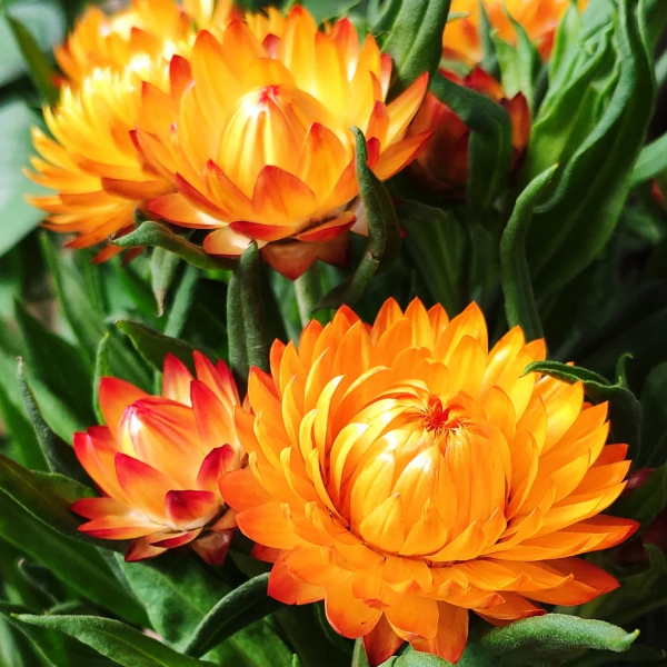 🌻Straw Chrysanthemum