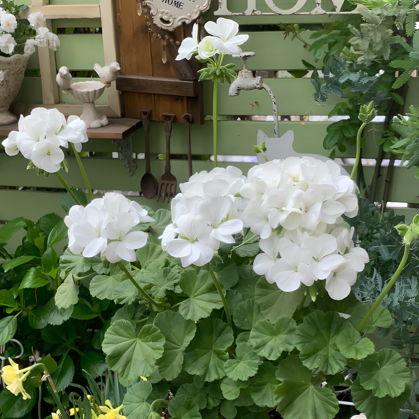 🌸Geranium - Happiness Is Around You