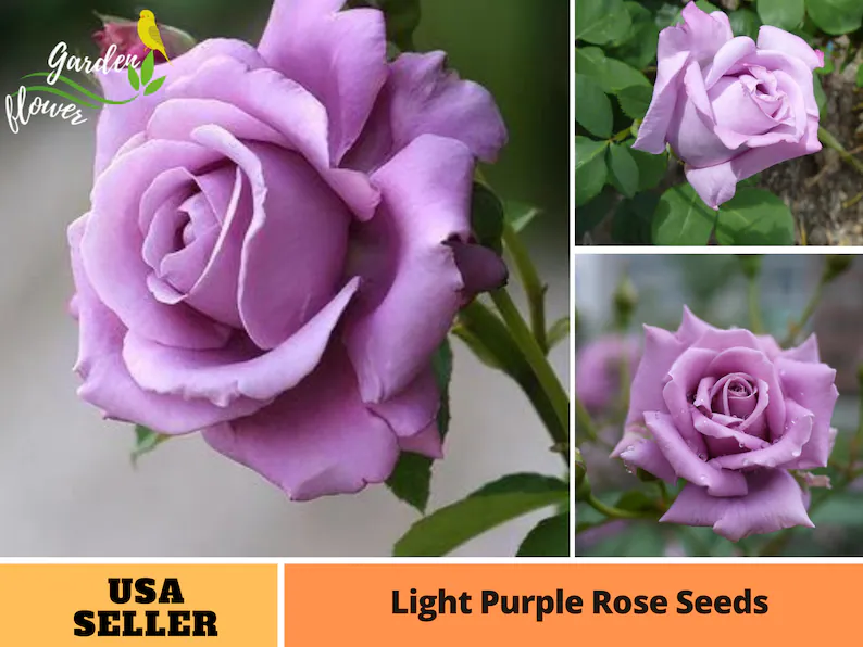 Lavender Roses Seeds