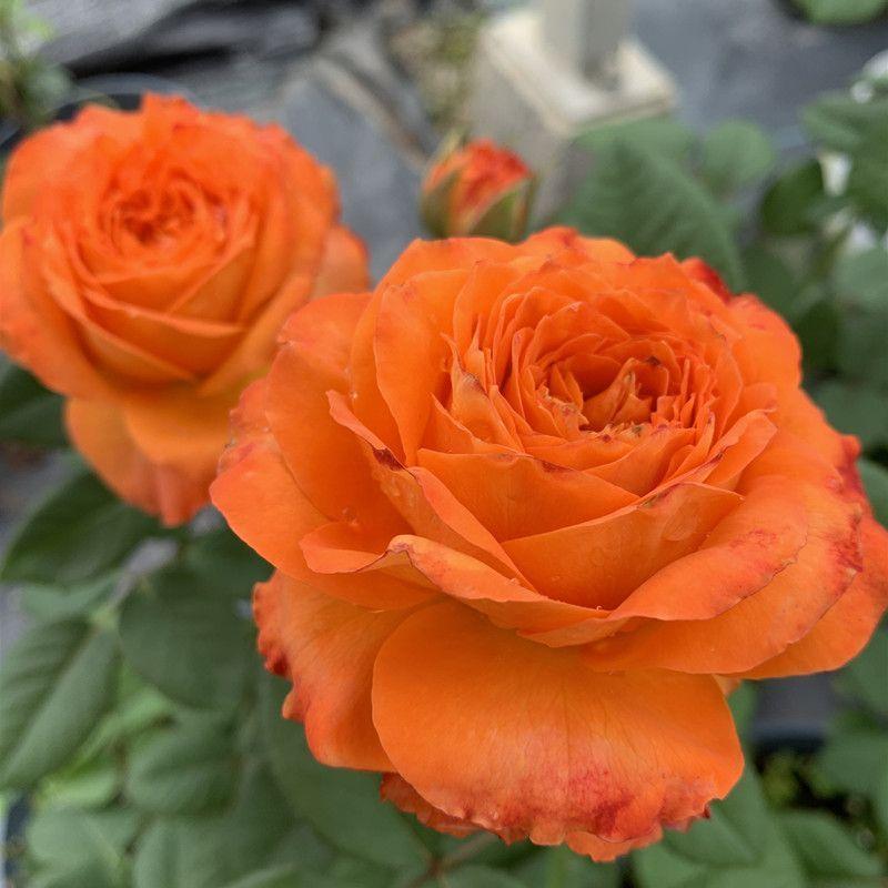 100pcs/Bag Climbing Rose Seeds