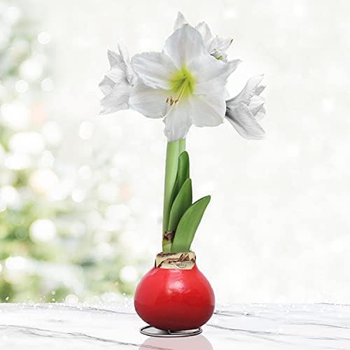 Amaryllis Flower Bulbs -Red Base Waxed with Stand, No Water Needed
