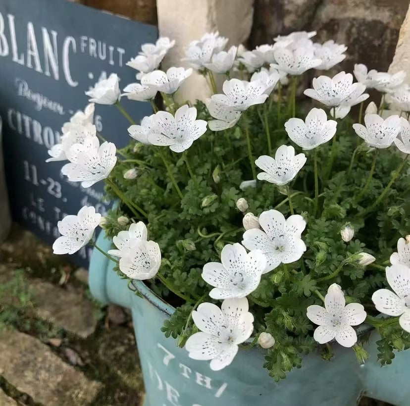 Nemophila-Baby Blue Eyes