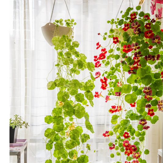 Nasturtium Seeds - Mixed Colors - Annual