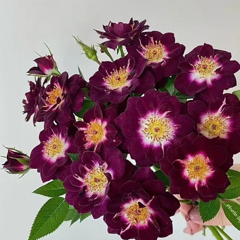 'Diamond Eye' Rose Seeds
