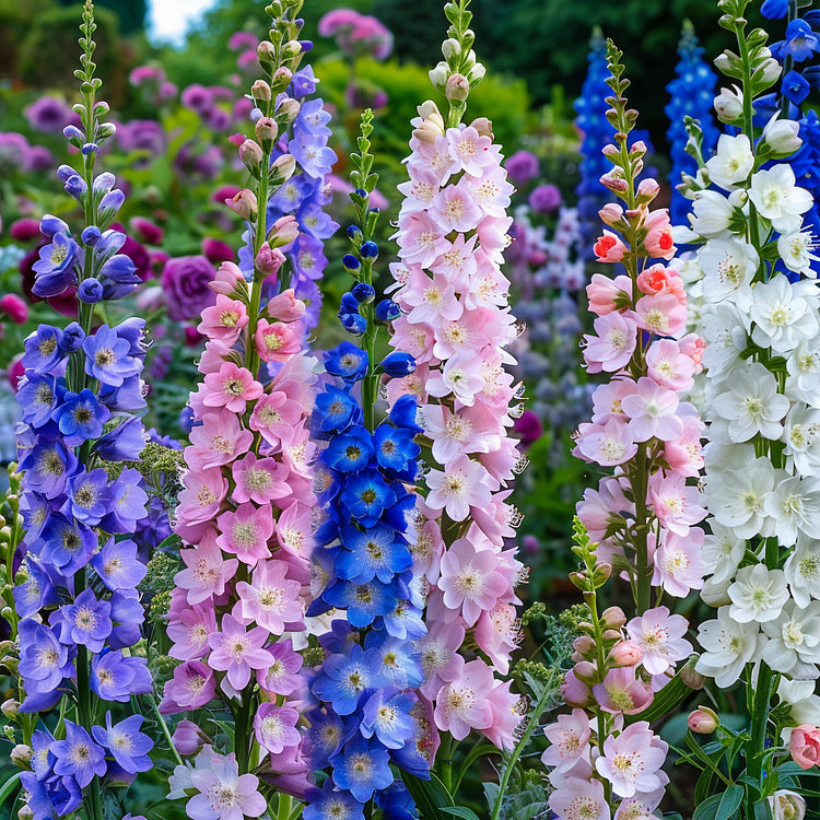 🌼🦋Mix-Colored Delphinium Seeds