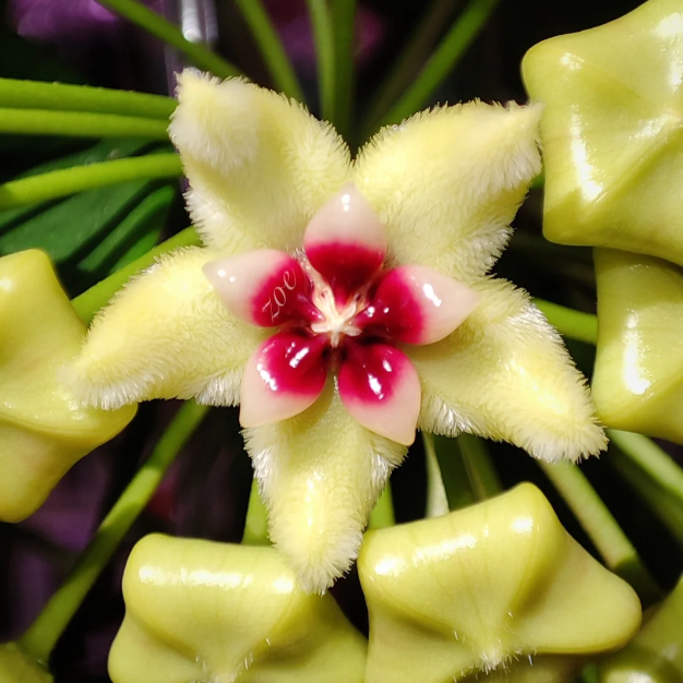 🌟Ball Orchid - Falling Stars From The Sky