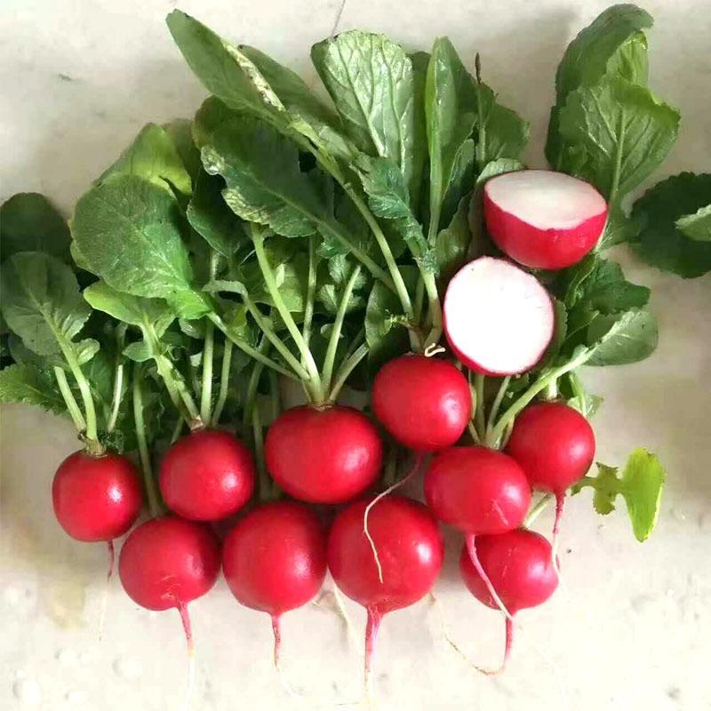🍒🥕Radish Cherry Belle