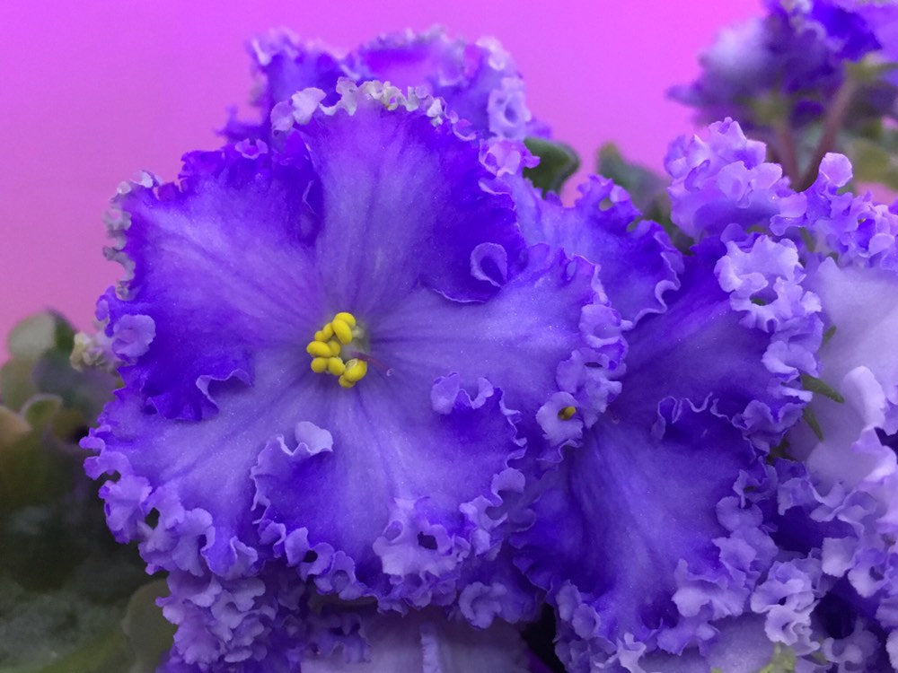 Violet - Saintpaulija Reigning Beauty