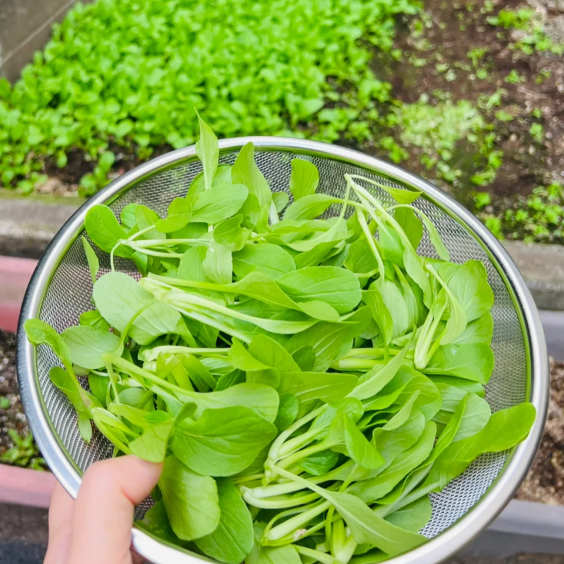 🥬All Year Round Chicken Feather Vegetable Seeds