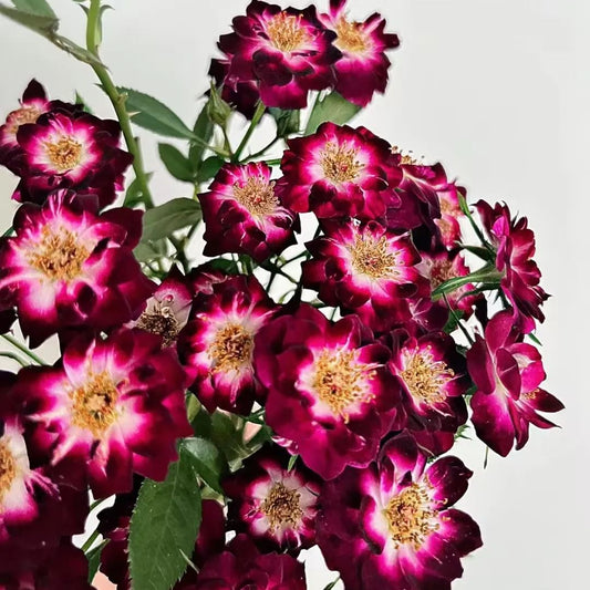 'Diamond Eye' Rose Seeds