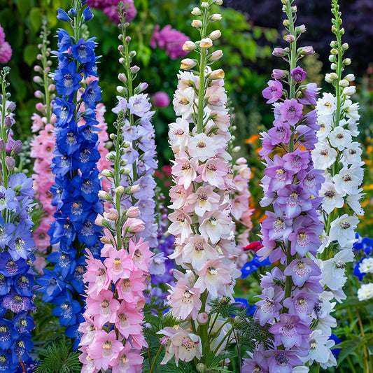 🌼🦋Mix-Colored Delphinium Seeds