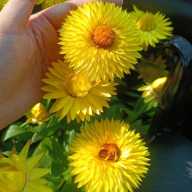 🌻Straw Chrysanthemum