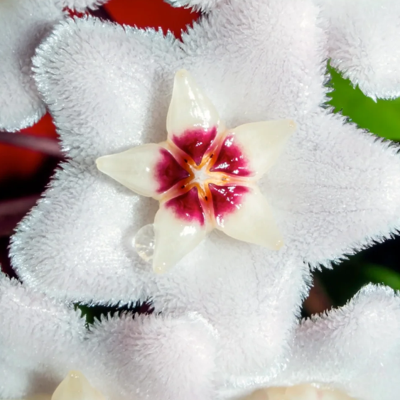 🌟Ball Orchid - Falling Stars From The Sky