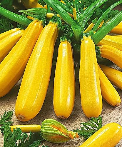 Golden Zucchini Seeds