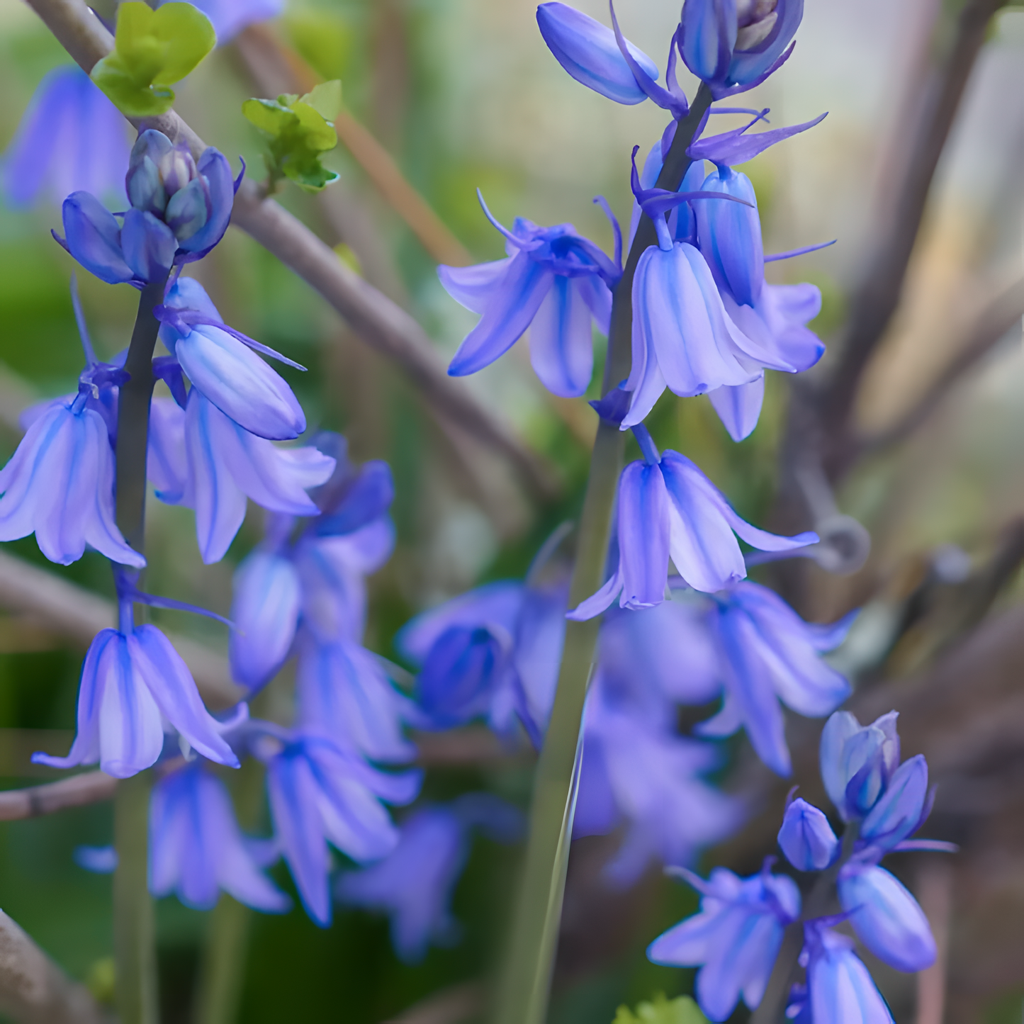 🧚‍♂️🔔Bluebell—The Lucky Bell Of Fairies
