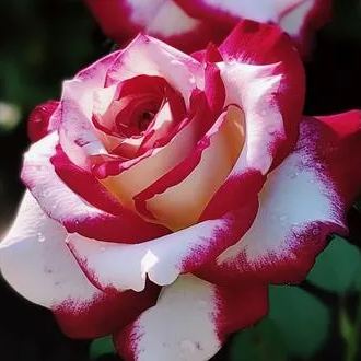 Twin Rose 'Kuila' Seeds
