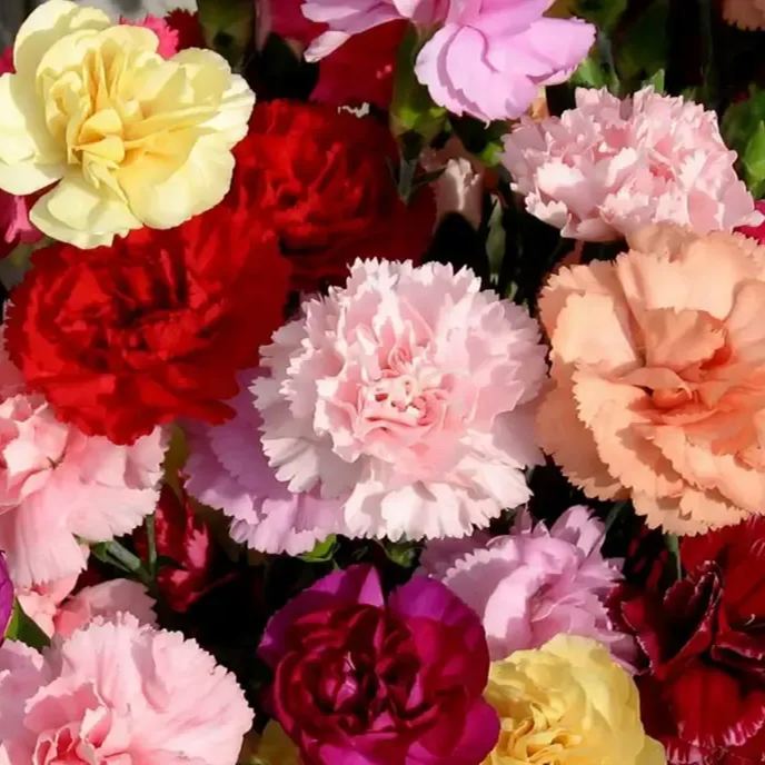 🌼Multi-Colored Carnation Seeds-Pure Love