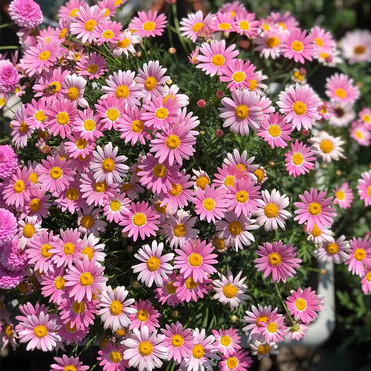 🌼Insect Killers: Pyrethrum Daisy Seeds