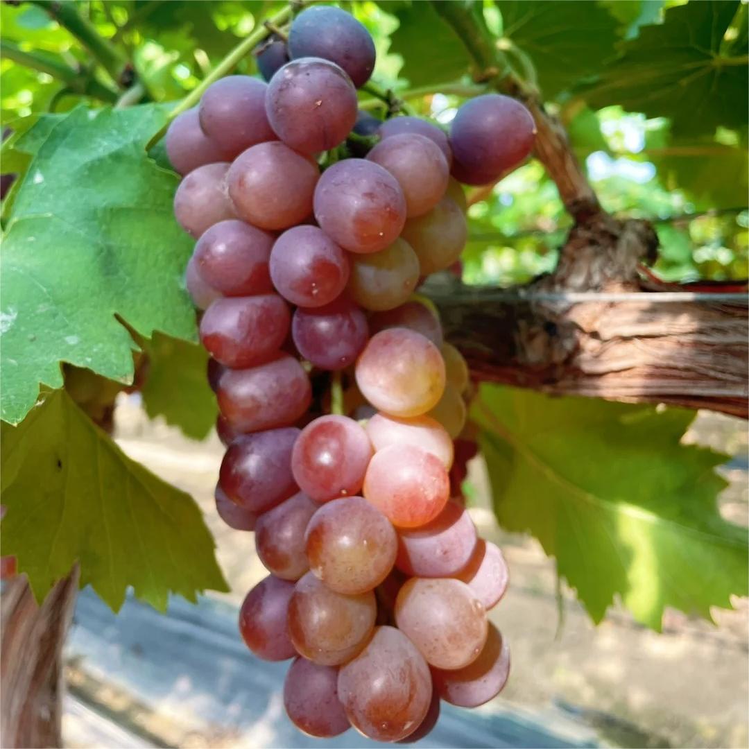 Midknight Beauty Grapes Seeds - Giant Rose (Rose scented)- 98% Germination🔥