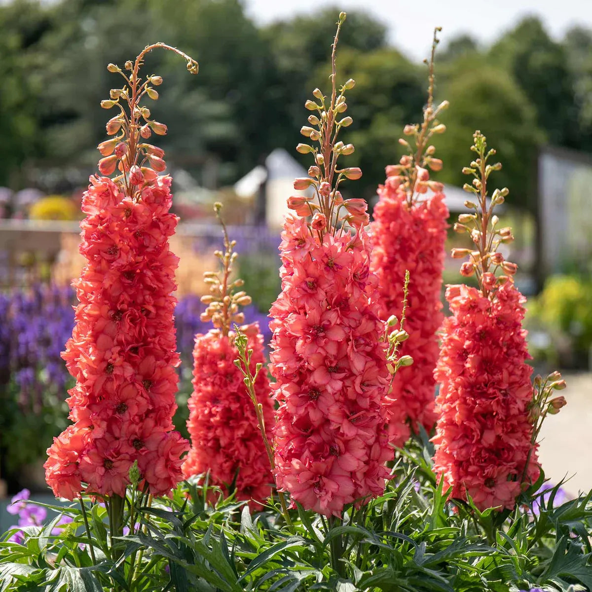 🌼🦋Mix-Colored Delphinium Seeds