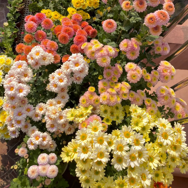 🌼Small Chrysanthemum Mixed Variety Seeds